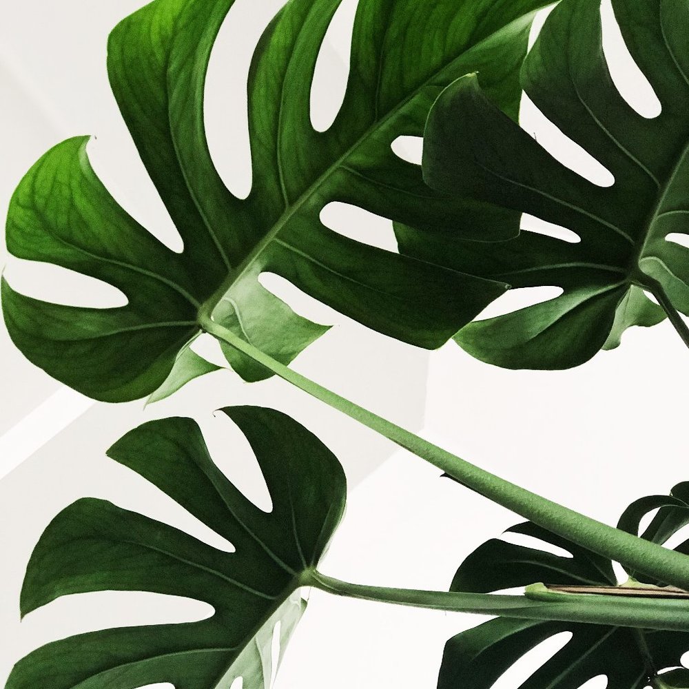 Meet your Posher, Caimile